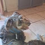 Picture of dog lost at Labastide Marnhac 46090