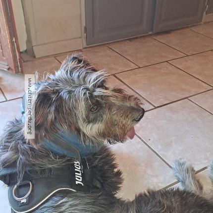 Photo 1/1 sancho Chien lost in Labastide marnhac 46090