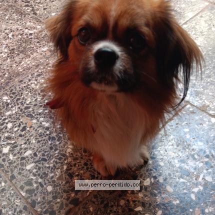 Photo 1/1 Found dog Found in Coco solo