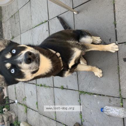 Picture of dog lost at Chicago