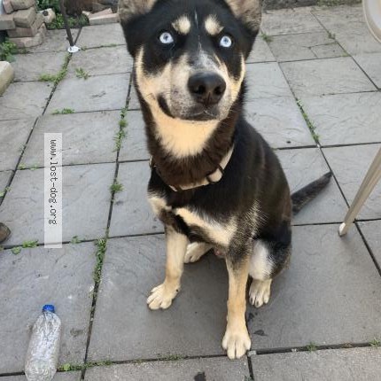 Photo 1/1 Reunited dog Lost in Chicago