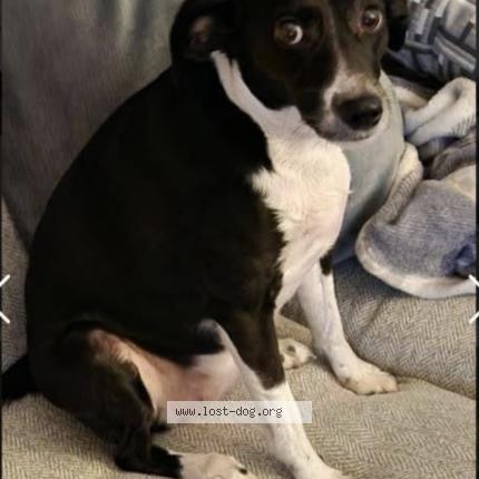 Photo 1/1 lily Chien lost in Johnson city