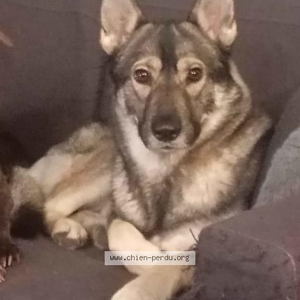 Picture of dog lost at Monthou Sur Cher