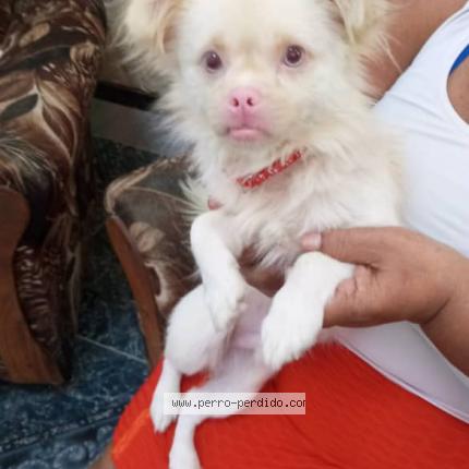 Photo 1/1 Found dog Found in Cuba