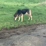 Picture of dog found at Combourg