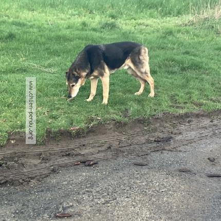 Photo 1/1 Found dog Found in Combourg