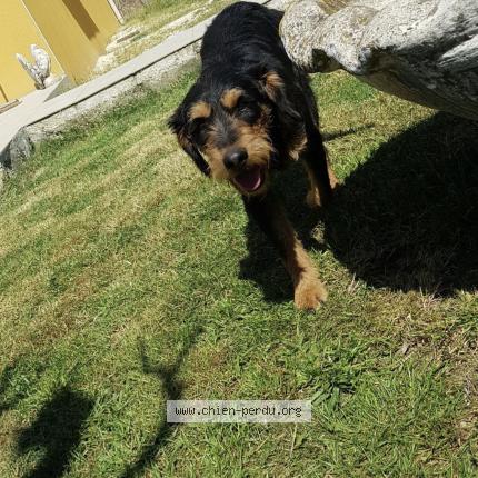 Photo 1/1 Oslo Chien lost in Suze la rousse