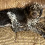 Picture of dog found at Puyvert