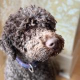 Picture of dog lost at Senneville