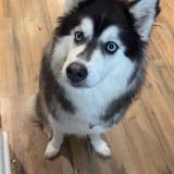 Picture of dog lost at Pinson