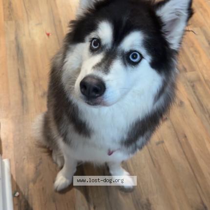 Photo 1/1 Stormi Chien lost in Pinson