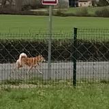 Picture of dog found at Peronnas