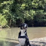 Picture of dog lost at Mazeres De Neste