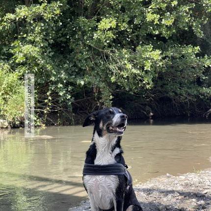 Photo 1/1 Olympe Chien lost in Mazeres de neste