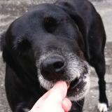 Picture of dog found at Lacapelle Marival