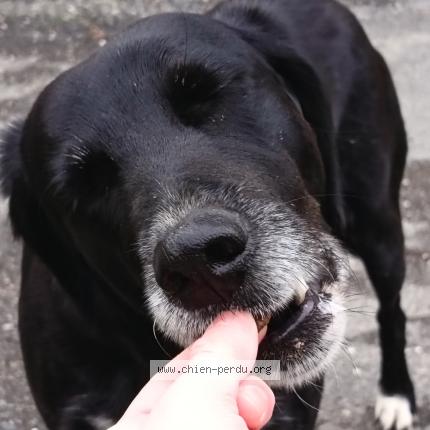 Photo 1/1 Found dog Found in Lacapelle marival