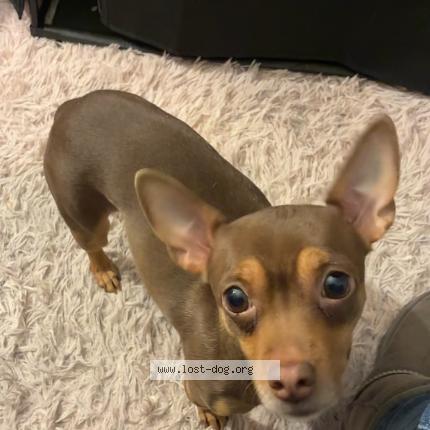 Photo 1/1 Bella Dog lost in Newark