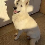 Picture of dog lost at Plaisance Du Touch