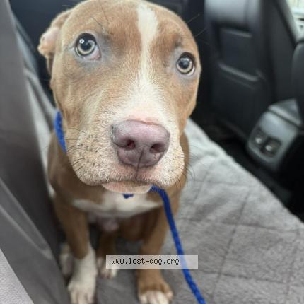 Photo 1/1 Found dog Found in Chicago