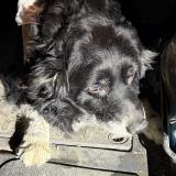 Picture of dog found at Bourgoin Jallieu