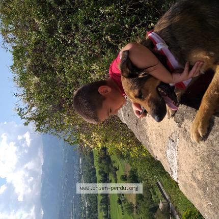 Photo 1/1 Kiwi Chien lost in Serignan du comtat