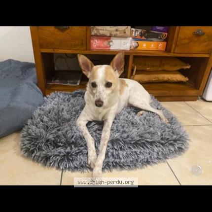 Photo of a dog found in St Louis