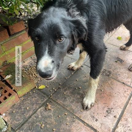 Photo 1/1 Found dog Found in Saint parize le chatel