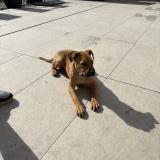 Picture of dog found at Villeurbanne