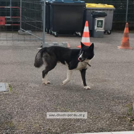Photo 1/1 Found dog Found in Bourg en bresse