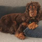 Picture of dog lost at Noisy Le Roi