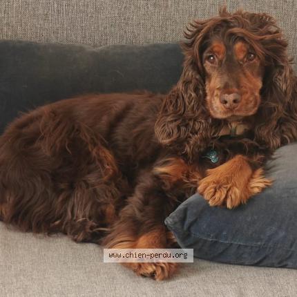 Photo 1/1 NOVA Chien lost in Noisy le roi