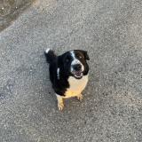 Picture of dog lost at Colombe