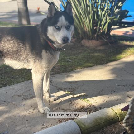 Photo 1/1 Found dog Found in La puente