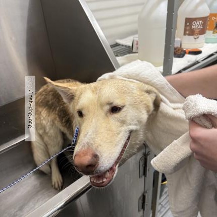 Photo 1/1 Found dog Found in Rocky mount