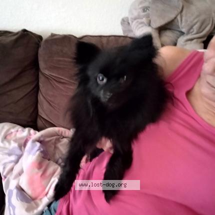 Photo 1/1 Found dog Found in Phoenix