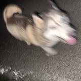 Picture of dog found at Montaud