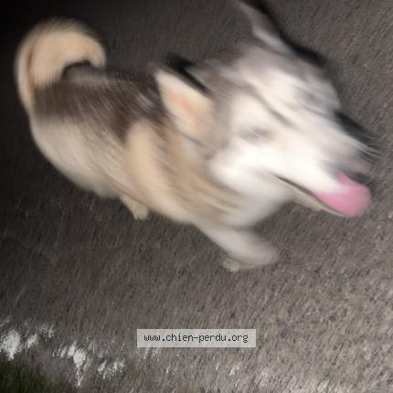 Photo 1/1 Found dog Found in Montaud