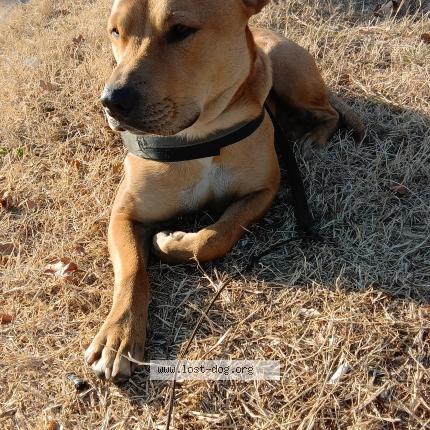 Photo 1/1 Reunited dog Lost in Kansas city