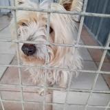 Picture of dog found at Saint Vivien