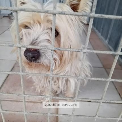 Photo 1/1 Dog reunited Found in Saint vivien