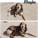 Picture of dog lost at Moreac