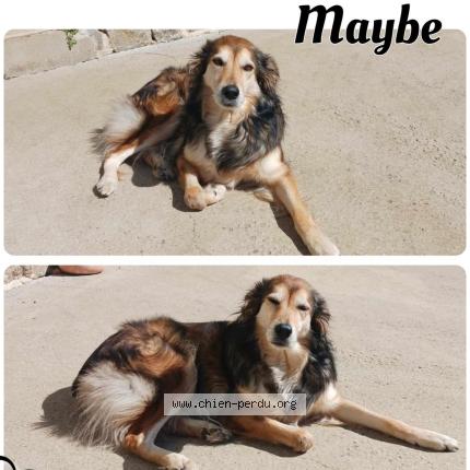 Photo 1/1 Maybe Chien lost in Moreac