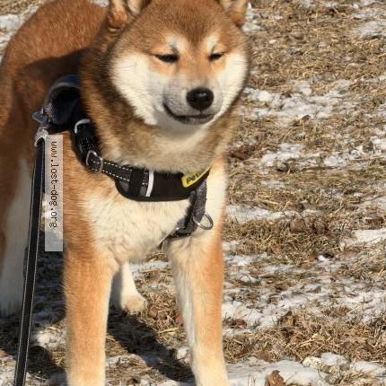 Photo 1/1 Rufus Chien lost in Bensenville