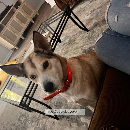 Photo 1/1 Mocha Chien lost in Salisbury