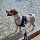 Picture of dog lost at Muron