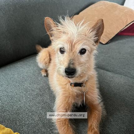 Photo 1/1 Capsule Chien lost in Saint gilles les hauts