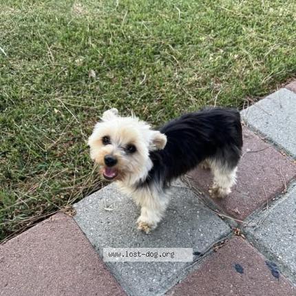 Picture of dog lost at Pomona