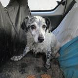 Picture of dog found at St Priest Bramefant