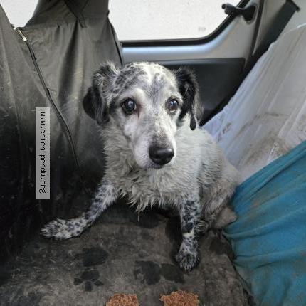 Photo 1/1 Found dog Found in St priest bramefant