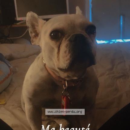 Photo 1/1 Reunited dog Lost in Sorgues